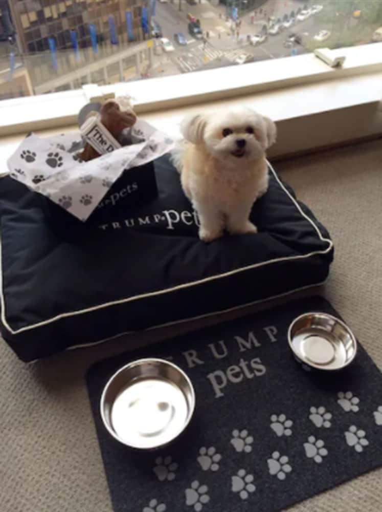 ทรัมป์ อินเตอร์เนชั่นแนล โฮเทล แอนด์ ทาวเวอร์ นิวยอร์ก Hotel ภายนอก รูปภาพ Trump's dog, "Tilly"